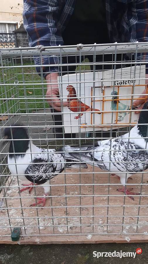 Para strasserów morawskich Zastawie