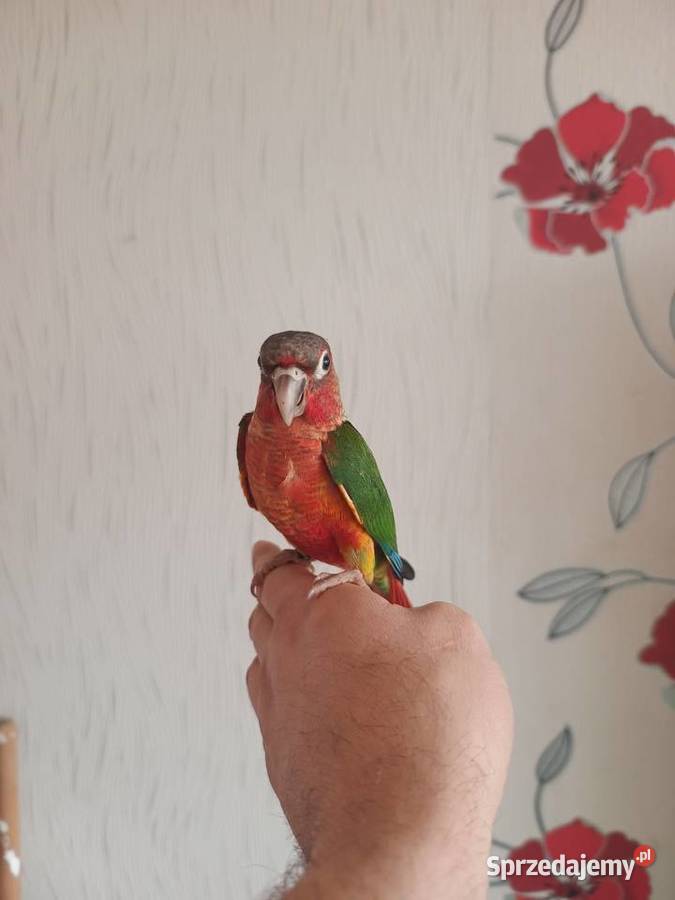 Papugi rudosterki ręcznie karmione Zwierzęta Tychy