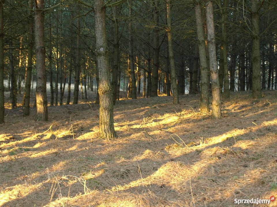 Działka pod zabudowę siedliskową Łapka Barczewko