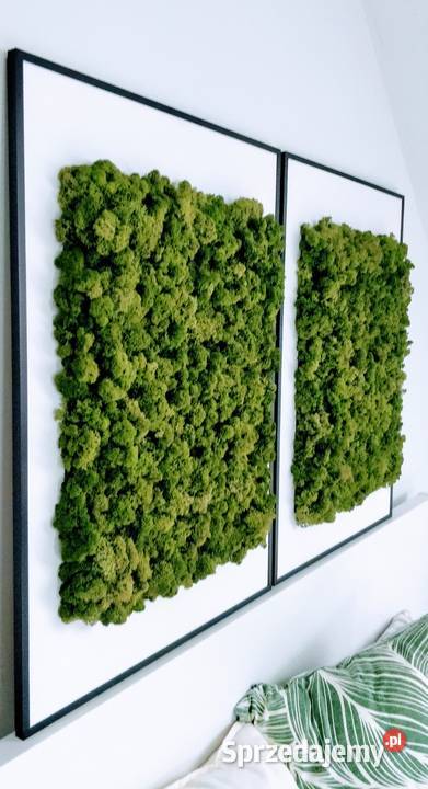 Obrazy z chrobotkiem reniferowym 50x70 w czarnej odcienie zieleni Kraków