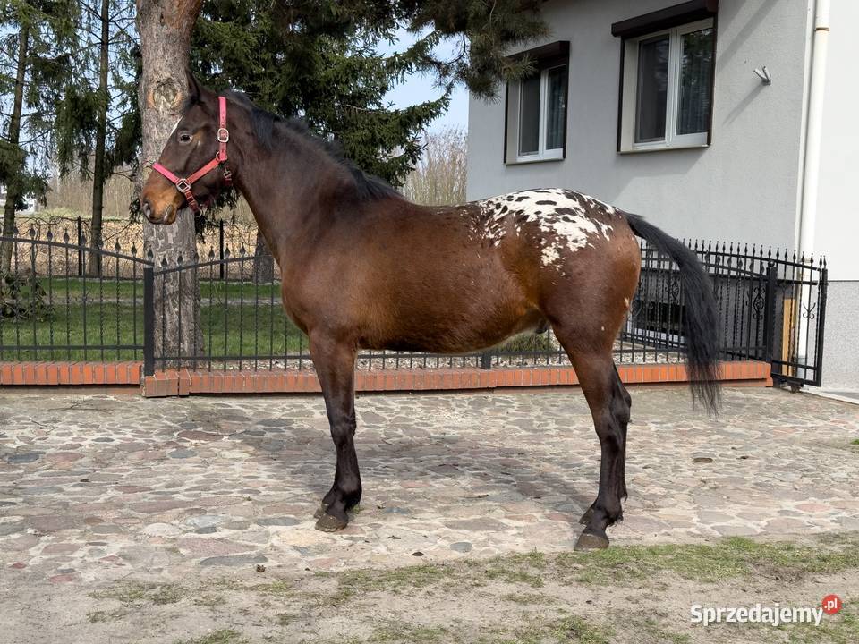 tarant wałach 2 lata Bucz