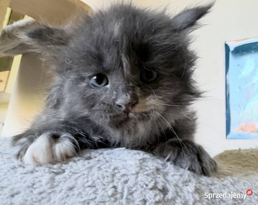 Maine Coon Kocięta importach Wińsko