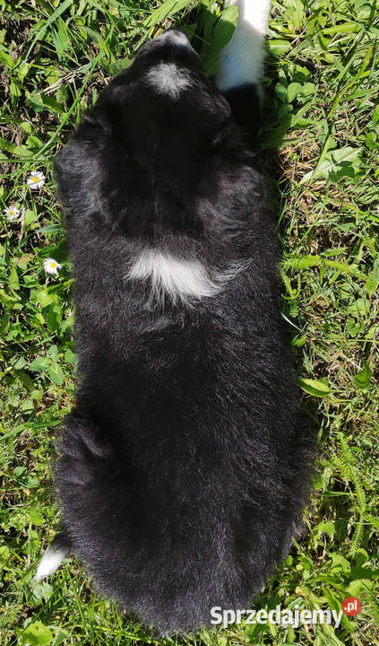 Rasowa suczka Border Collie z pełną dok Pozostałe Iwonicz sprzedam