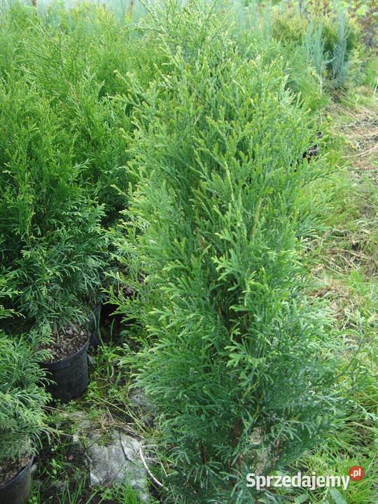 Trzmielina na pniu różne kolory i wysokości wielkopolskie Sośnica