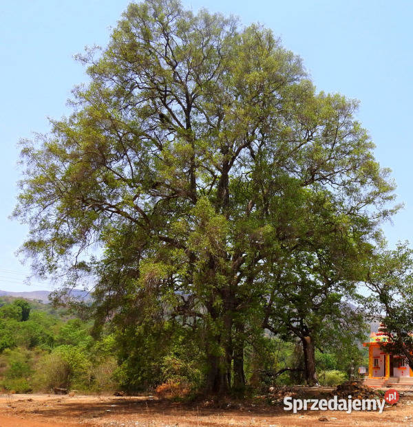 MITRAGYNA PARVIFOLIA Mitragyna parvifolia