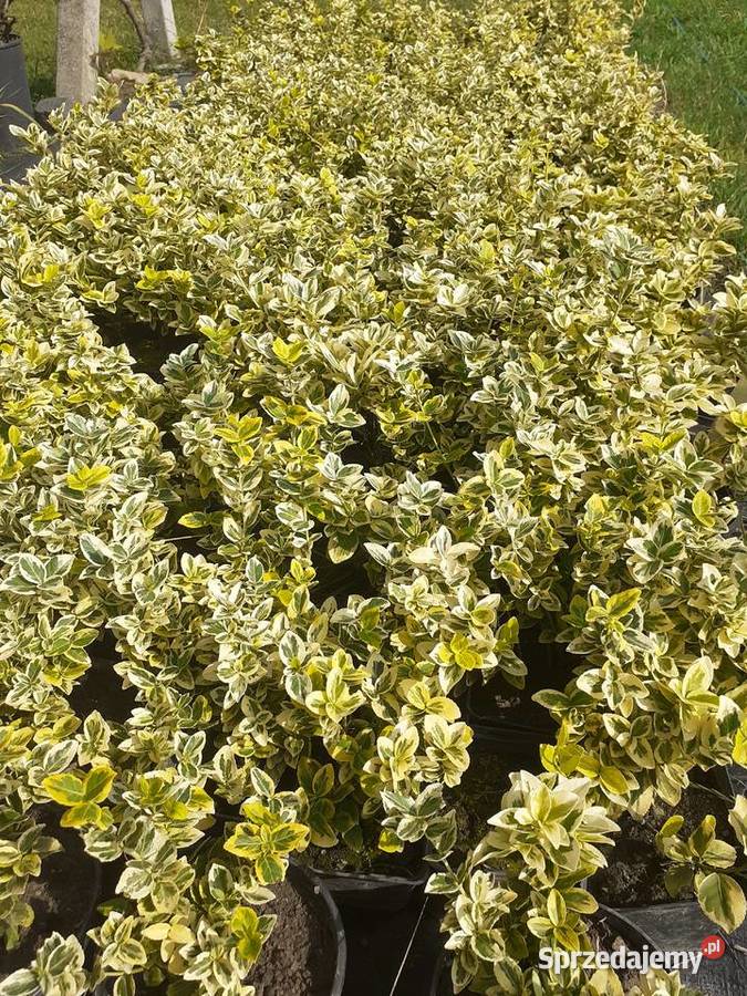 Trzmielina Emerald Gold Prandocin-Wysiołek