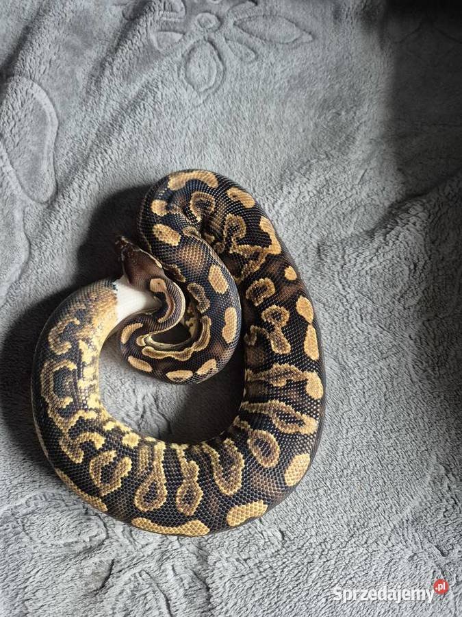 Samica black pastel yellow belly het pied Starachowice