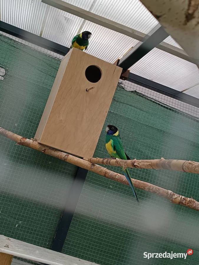 Para lęgowa papug Ptaki sprzedam