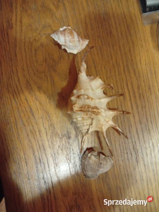 Muszle morskie stan Siemianowice Śląskie