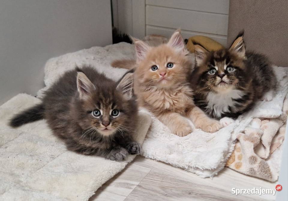 Kocieta Maine Coon Wrocław