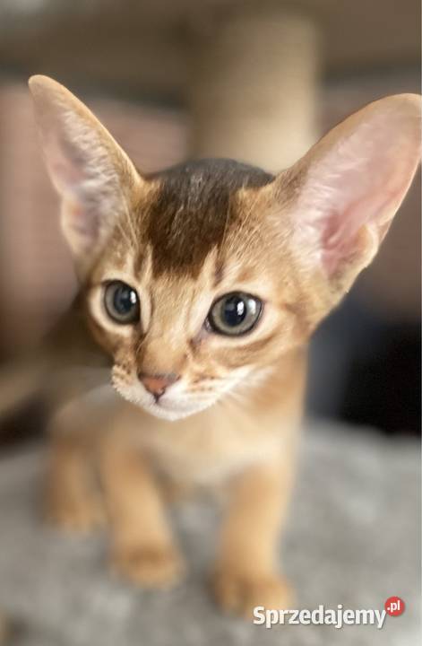 Kot Abisyński kocięta - Mini Puma- rzadka rasa