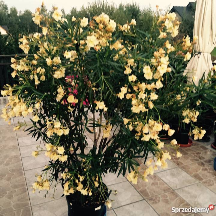 Złoty pachnący oleander
