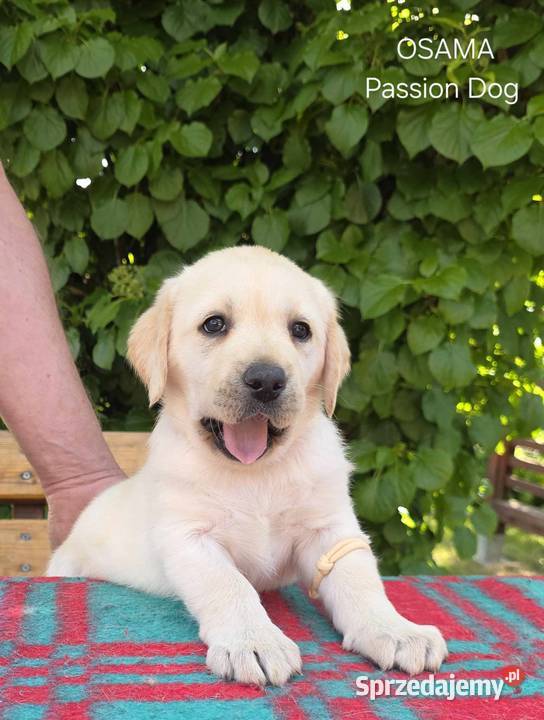 Labrador retriever biszkoptowe szczenięta FCI świętokrzyskie Chotów sprzedam