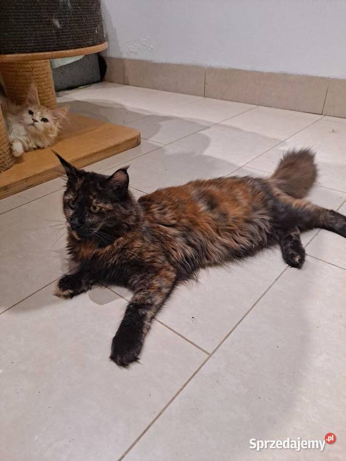 Śliczna koteczka Maine Coon szuka domu mazowieckie Komornica