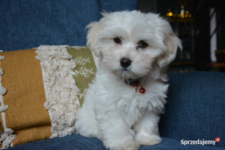 Przyjazne kochane maltańczyki z rodowodem Stary Sącz