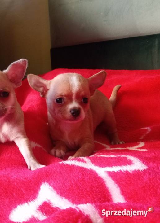 Chihuahua suczka biała i bezowa Chihuahua