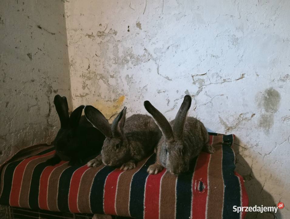 Młode samce podkarpackie Obarzym sprzedam