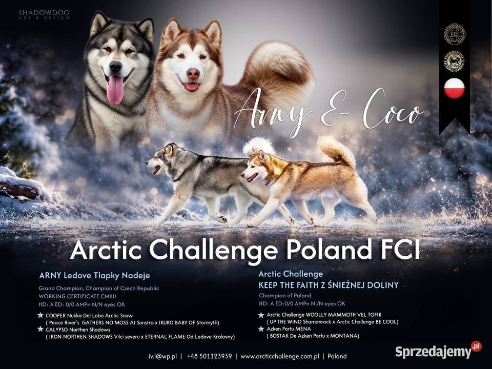 Alaskan Malamute odbiór styczeń 2027 Arctic Challenge Poland FCI