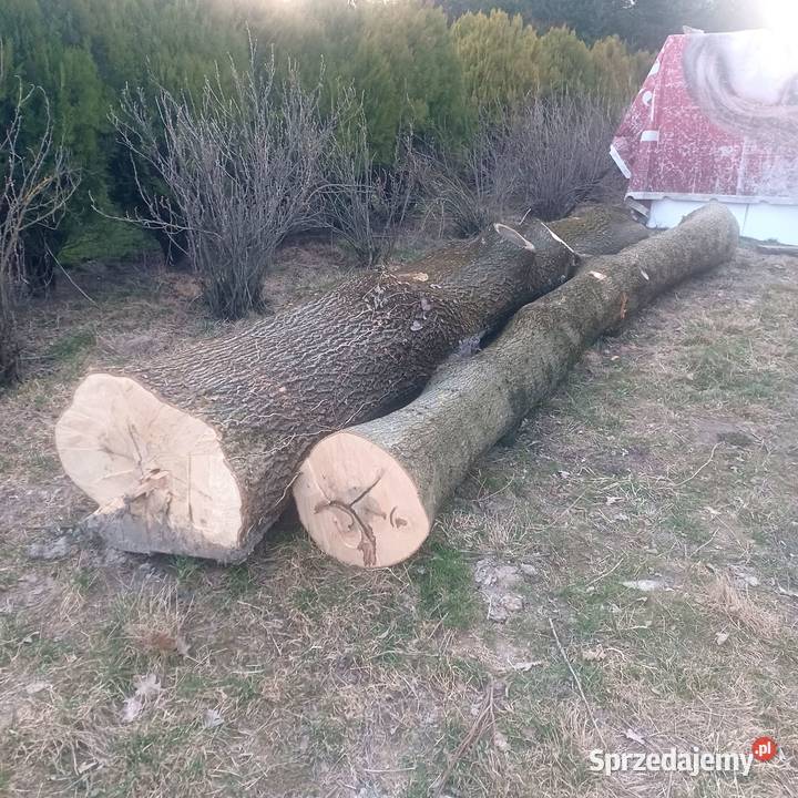 Kłody jesionowe jesion tartaczny jesiony Piaski