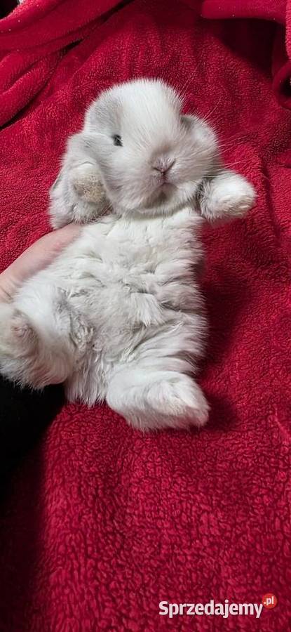 Króliczki Mini Lop Miejska Górka