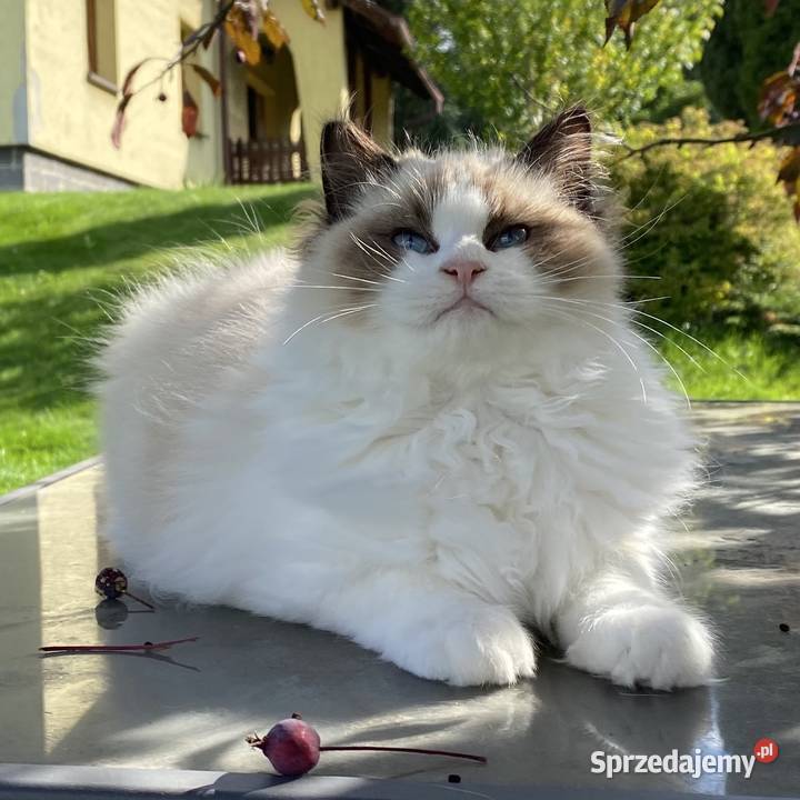 5 miesięczny kocurek kastrat ragdoll FPL mazowieckie Warszawa