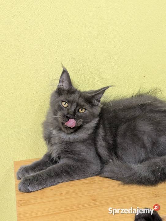 Ivett kocurek niebieski dymny Maine Coon