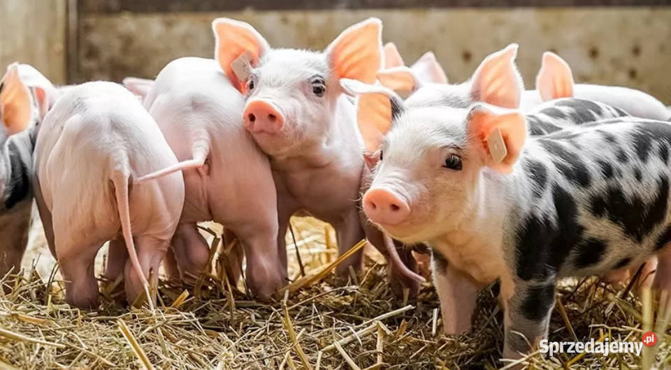 Prosięta warchlaki swój chuf