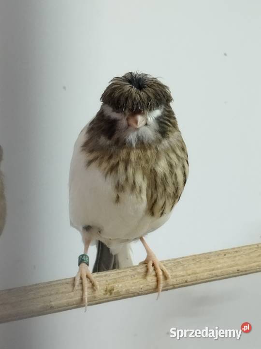 Kanarki Gloster samce 26 r