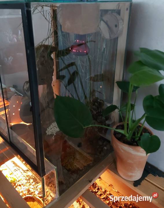 Terrarium felsuma gekon orzęsiony Opole