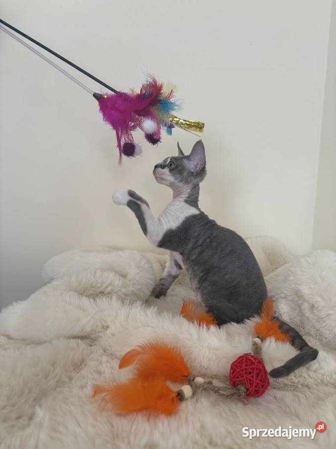 Devon Rex cudowny Kocurek bicolor niebieski Ustroń