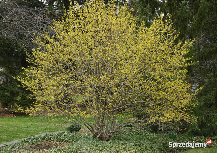 DEREŃ JADALNY Cornus mas NASIONA 50 sztuk 10g Ogród Lubanie