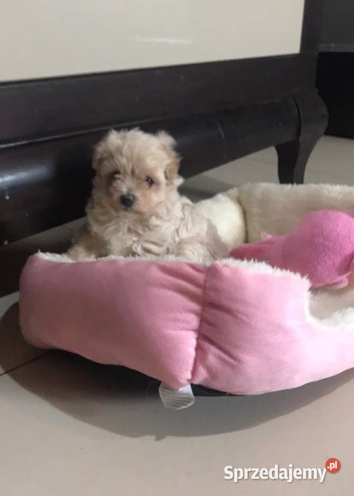 Maltipoo szczeniaki małych rodzicach Bielany Wrocławskie