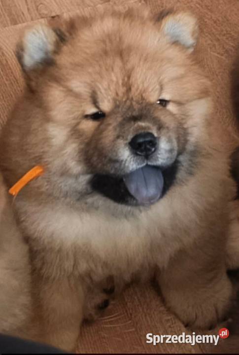 Chowchow Szczeniaki FCI zostały dwa pieski Pozostałe Pszczyna