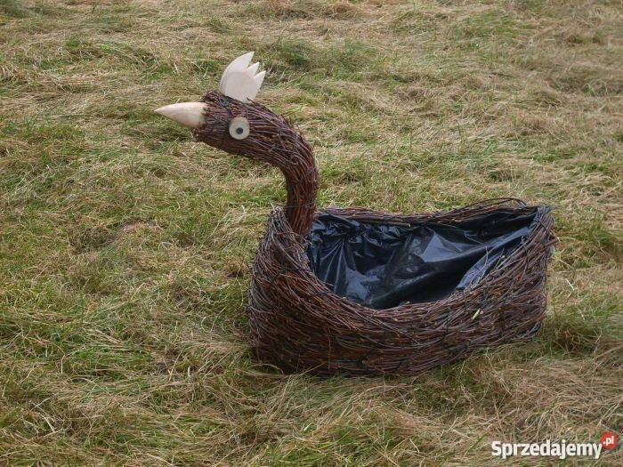 Kurka kwietnik Niedarzyno sprzedam