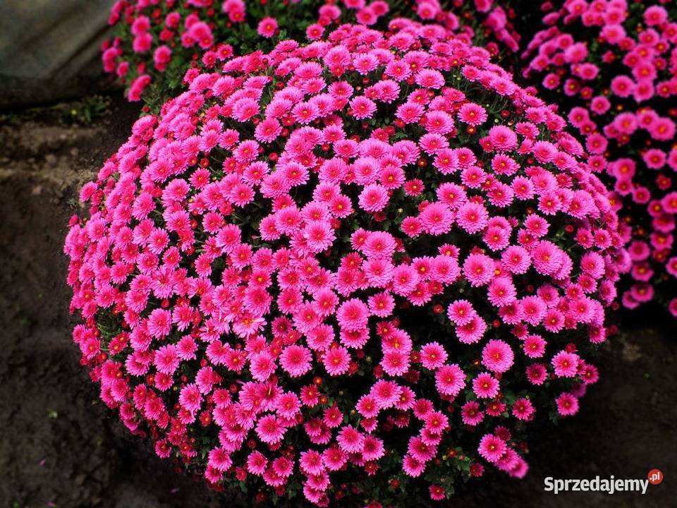 Chryzantema doniczkowa PRODUCENT hurt CZSK Rośliny