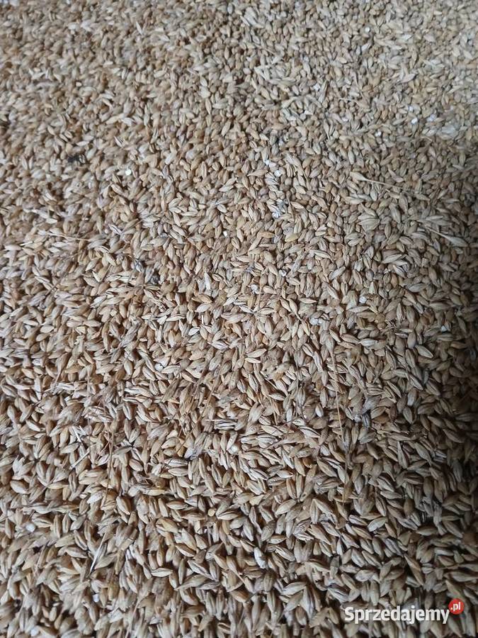 Jęczmień ozimy 2 rzędowy 2025 podlaskie Ciechanowiec