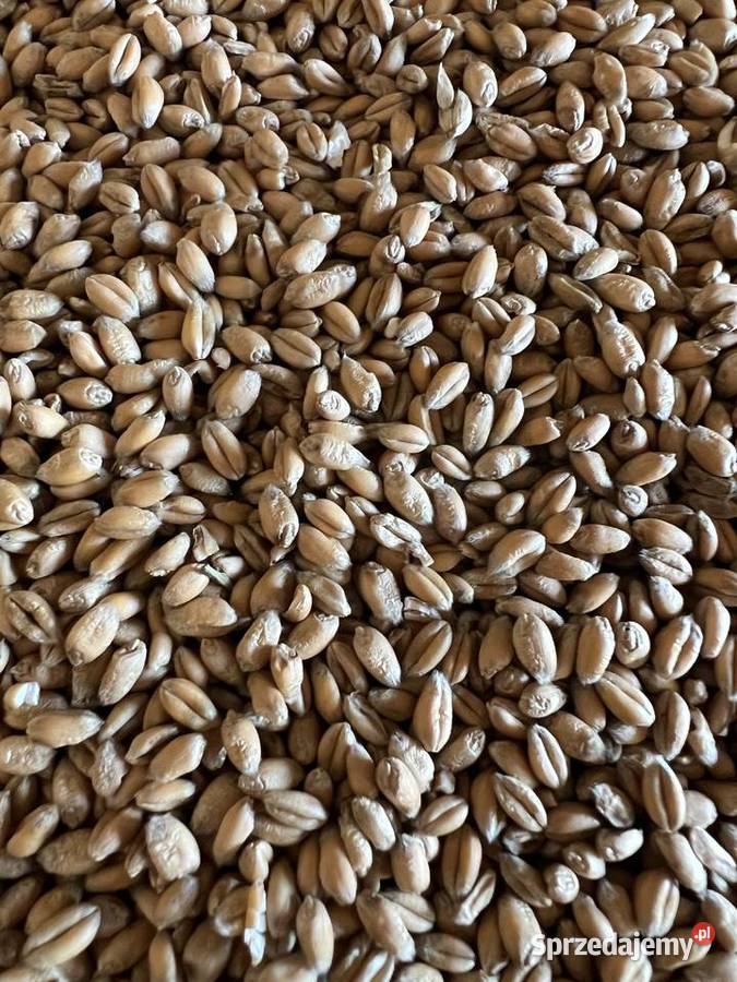 Pszenica ozima Euforia 2024 Seredzice