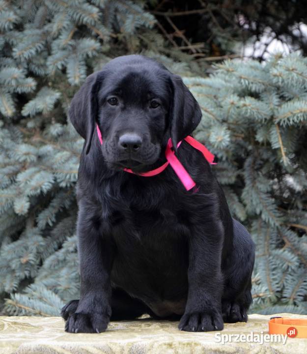 Labrador czarna suczka z rodowodem FCI ZKwP Łódź Sprzedajemy.pl