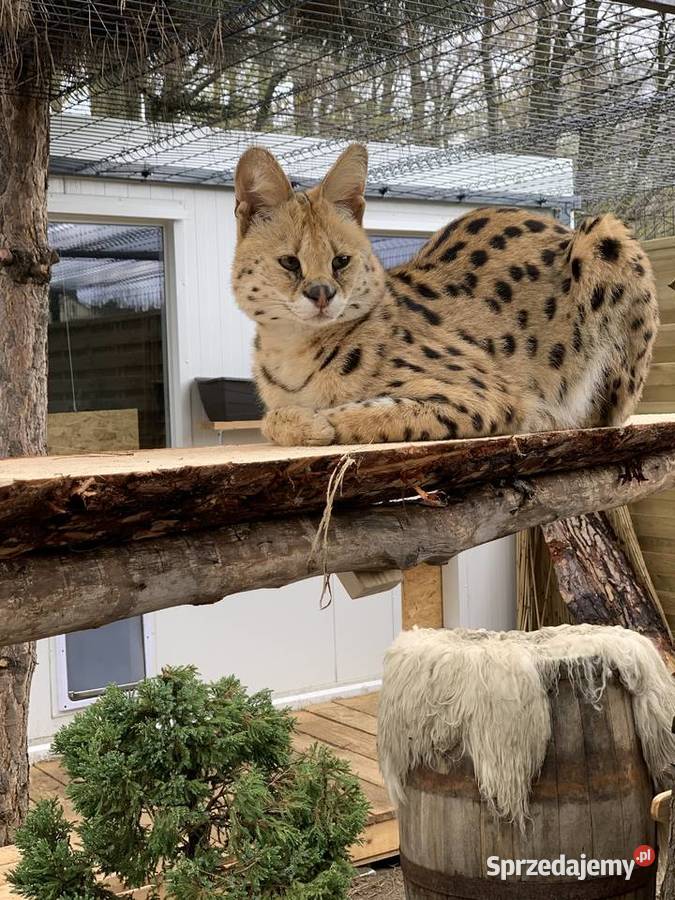 Serwal Afrykański Serval karmiony butelką Pozostałe Czerwionka-Leszczyny