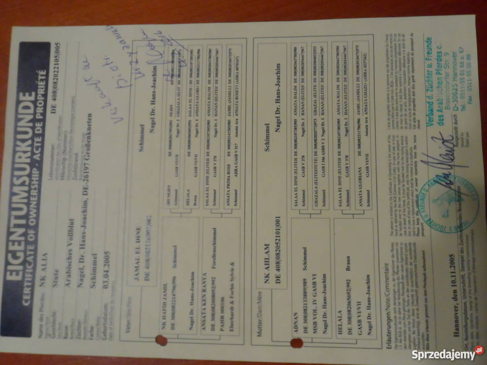 Sprzedam Klacz Arabską z niemieckim pochodzeniem Zatom Stary