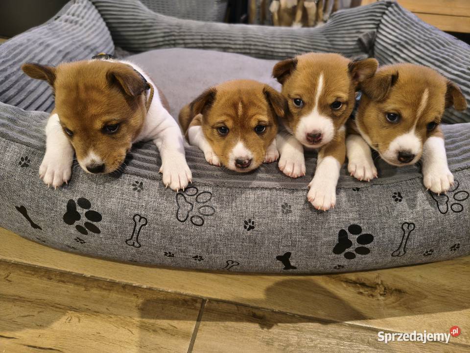 Basenji szczenię Słupsk sprzedam