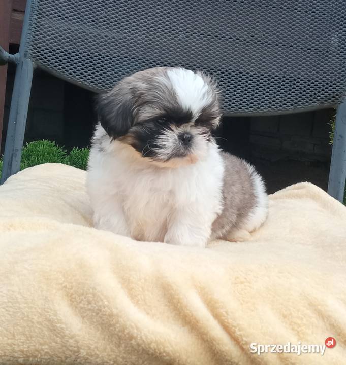 Chłopczyk Shihtzu tricolor z wielopokoleniowym