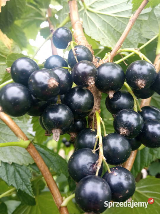 Porzeczka czarna 9zl świętokrzyskie Pińczów