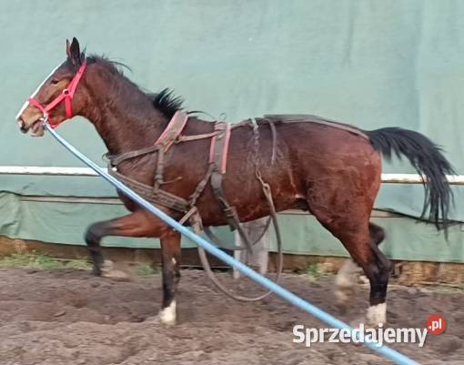 Malowany ogier z matki KWPN Konie Rawicz