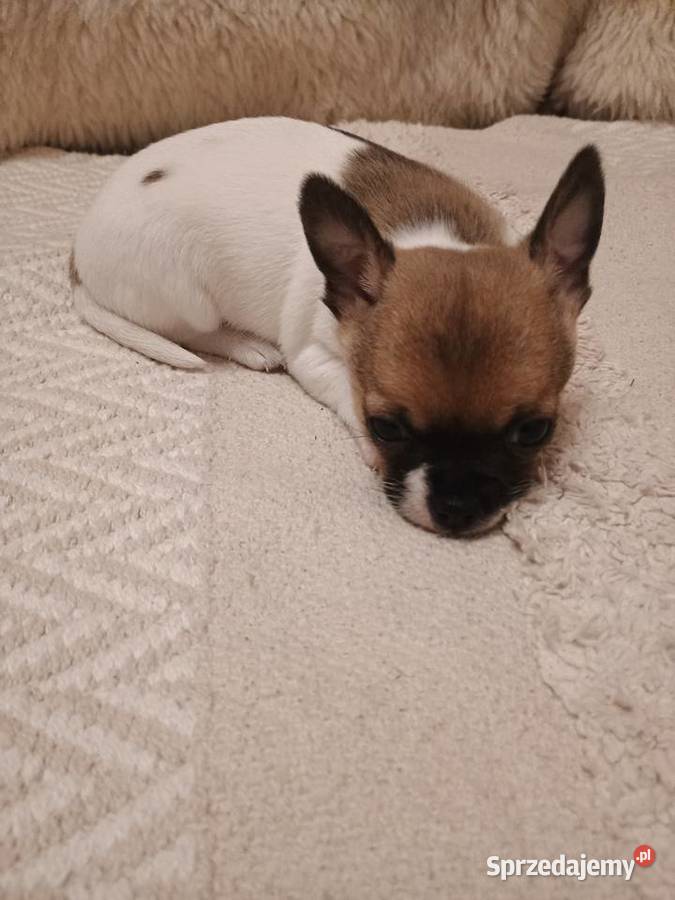 Chihuahua XS chłopiec Diament Kleszczów