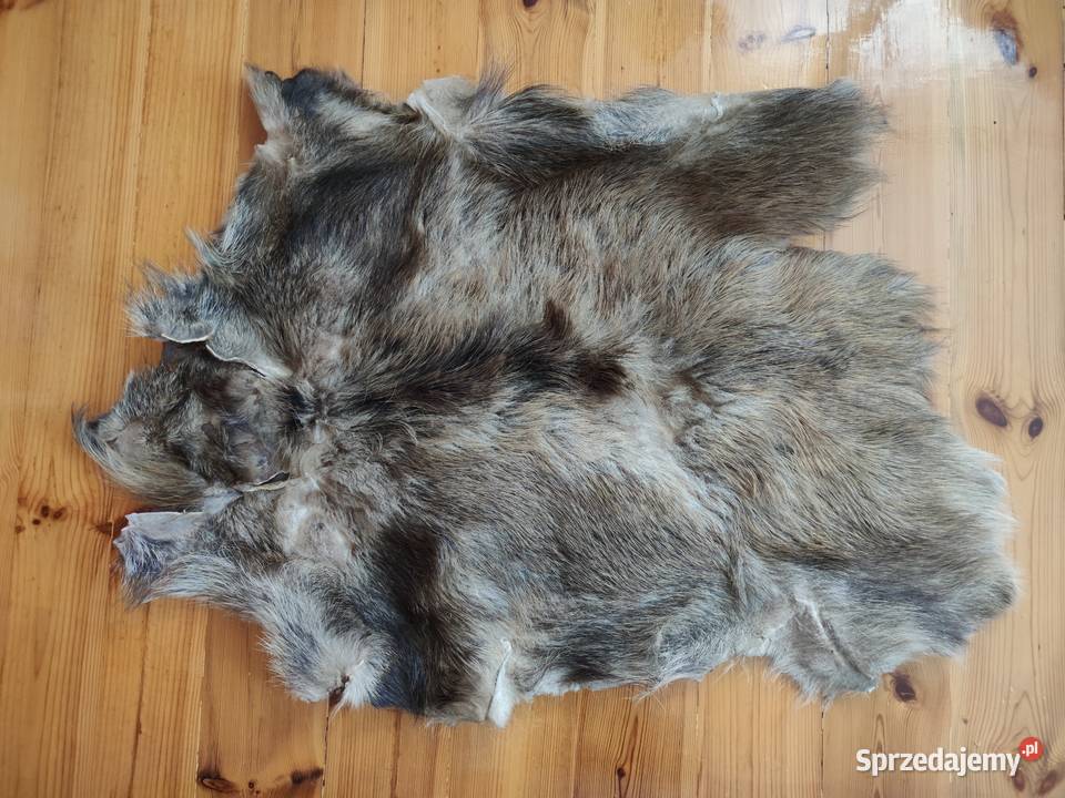 Skóra z dużego dzika trofeum Zamość