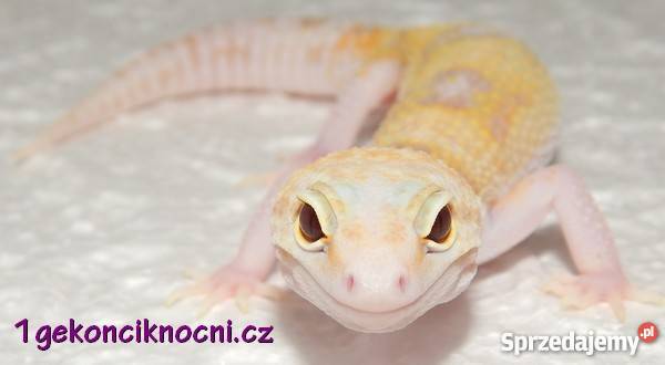 Gekon Lamparci śląskie