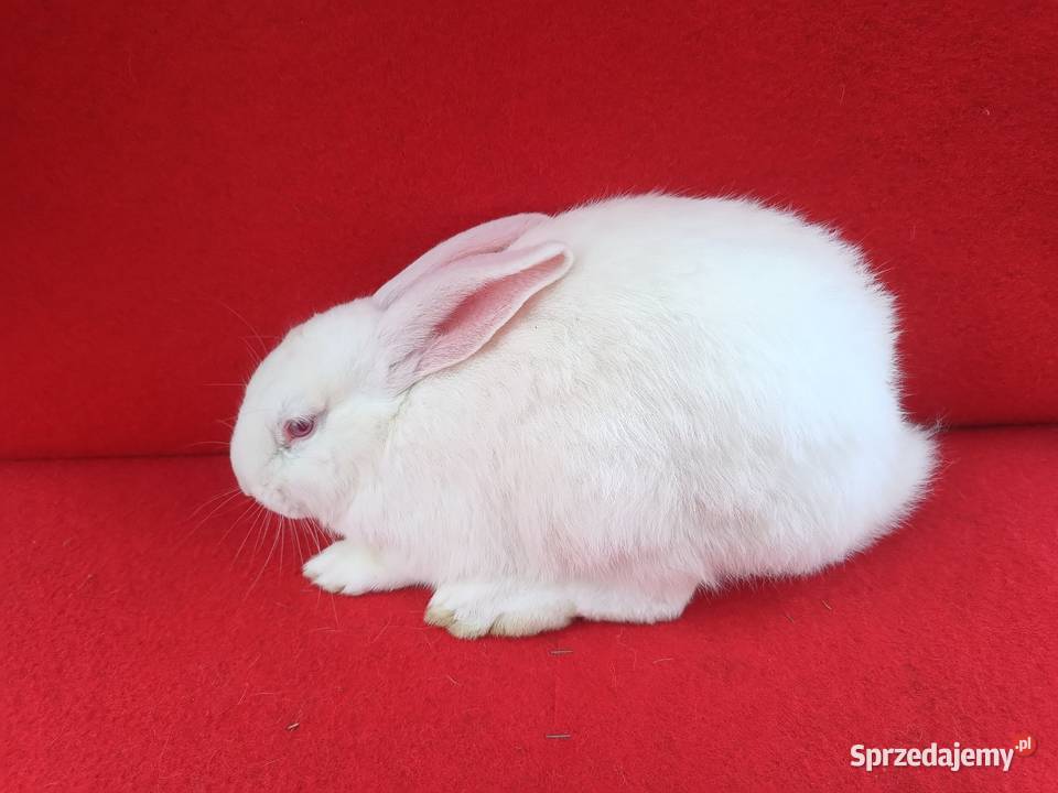 Sprzedam króliki wielkopolskie Kijowskie Nowiny