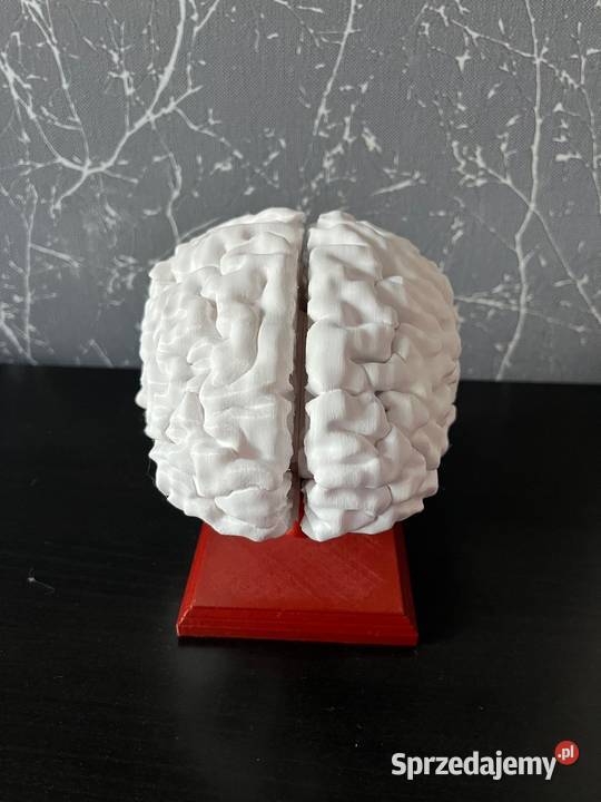 Model anatomiczny mózgu skala 11 Pozostałe śląskie