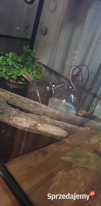 Terrarium Repti Zoo Szklane Super Stan 1606060 Radomyśl nad Sanem sprzedam